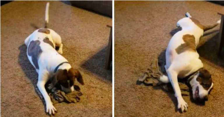 Deployed Dad Sends “Stinky” Shirt From Overseas & Family Dog Has Adorable Freakout.