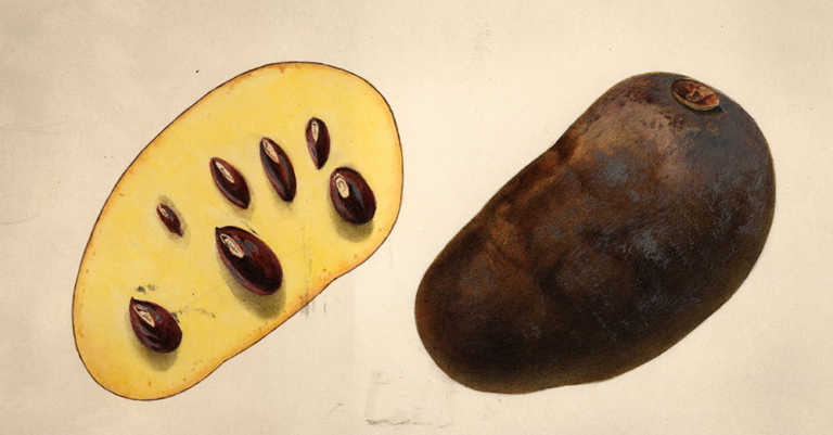 Every Known Fruit as It Was in 1886- According to USDA Watercolor Project