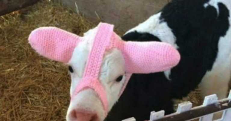 Farmers Are Protecting Baby Cows From Frostbite With Adorable Knitted Hoodies