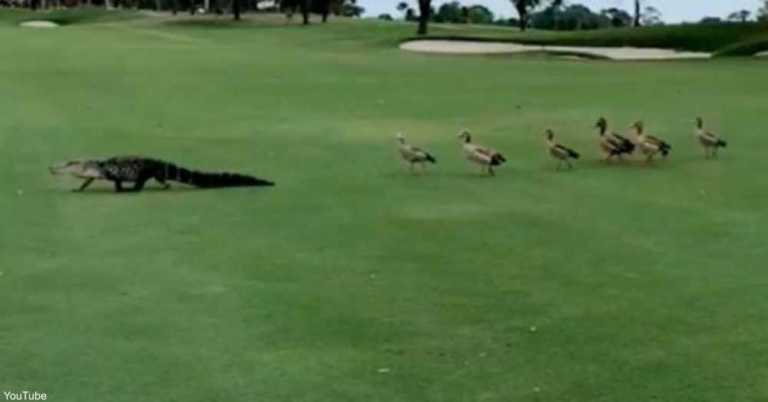 Watch Group Of Geese Interrupt Golf Game And Chase Alligator Off The Course