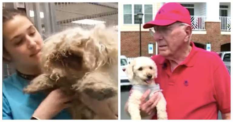 Groomer Begins To Shave Poodle Kept Under Bed For 2 Years And The Cutest Dog Emerges