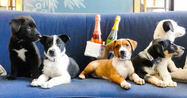 Hotel In Denver Will Deliver Puppies And Prosecco To Your Room