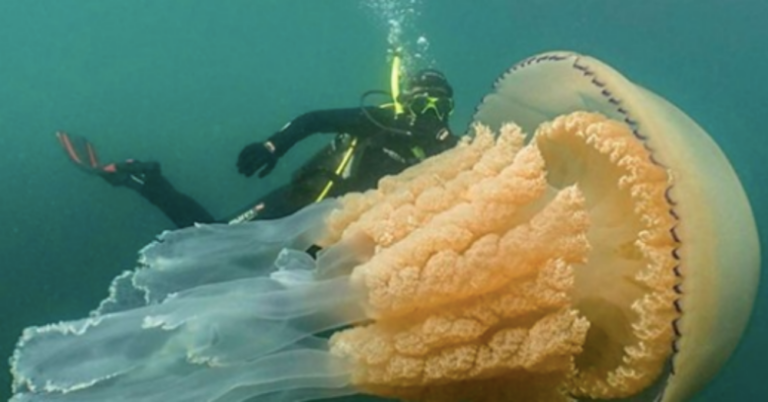 Diver Gets Super Excited When She Meets A Giant Jellyfish