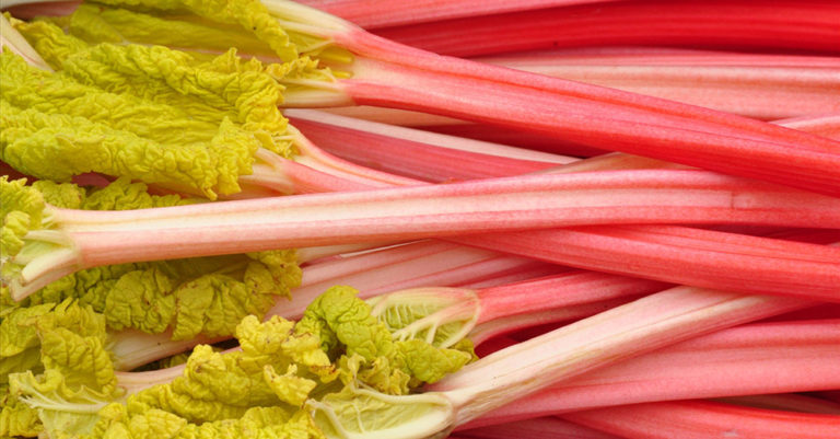 The Beatbox Sounds of Rhubarb Growing in the Dark