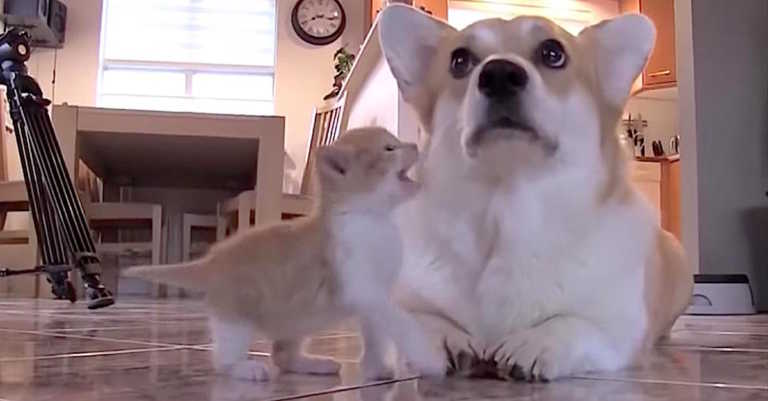 Mama Corgi Is Depressed When 7 Puppies Die At Birth, Then She Meets A Kitten With Matching Fur