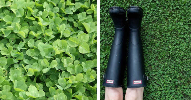 More People Are Switching To ‘Clover Lawns’ And Enjoying All Their Benefits