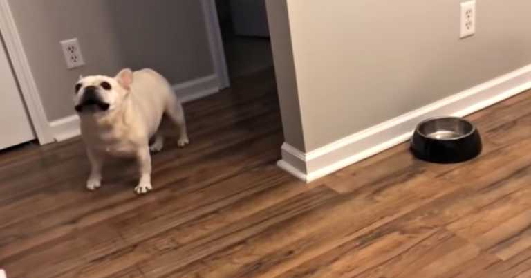 Dieting French Bulldog Throws Adorable Tantrum When Owner Refuses To Refill Food Dish.