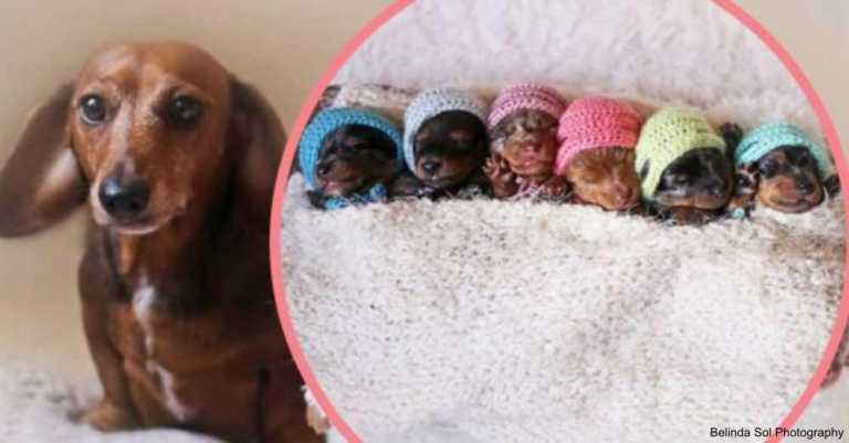 See This Proud Wiener Dog Mama’s Adorable Maternity Photoshoot With Her Six Newborn Puppies