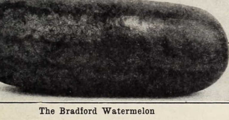 The Bradford Watermelon Has A Deadly History