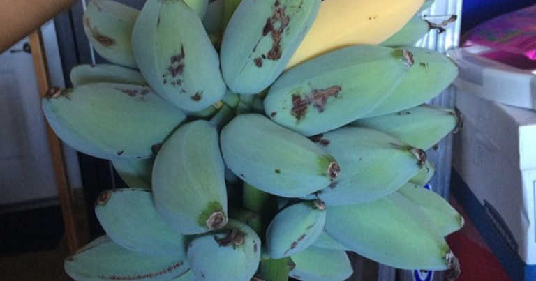 Blue Java Bananas Taste Just Like Vanilla Ice Cream