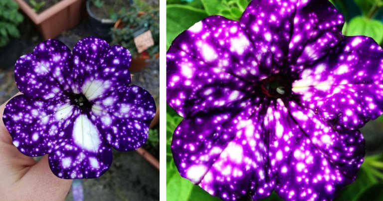 These Flowers Grow Entire “Galaxies” On Their Petals