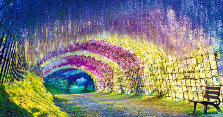 Kawachi Fuji Garden Is Home To 150 Wisteria Flowering Plants Spanning 20 Different Species