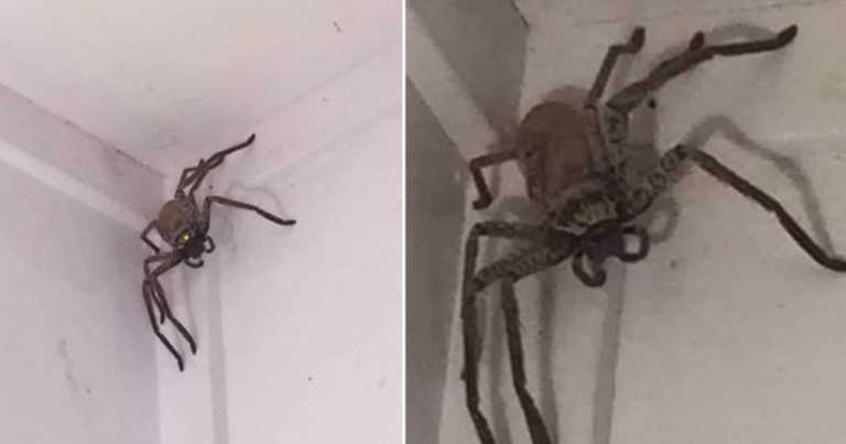 Why You Shouldn’t Kill The Spiders Inside Your House, According To An Entomologist