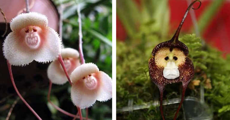 These Rare Orchids Look Just Like Monkeys