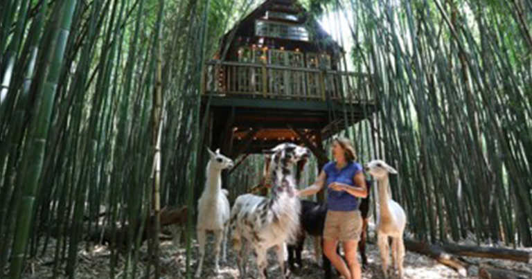 You Can Rent An Adult-Sized Treehouse Where Alpacas And Llamas Roam A Bamboo Forest