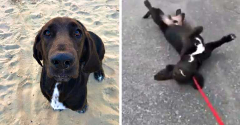 Hilarious Dog Dramatically Collapses At End Of Every Walk To Avoid Going Home.