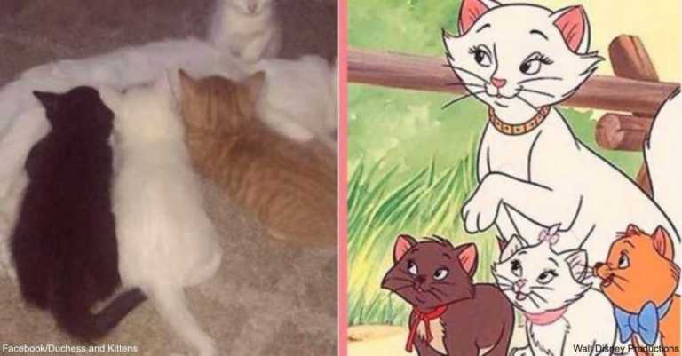 Cat Named Duchess Gives Birth To The Rest Of ‘The Aristocats’
