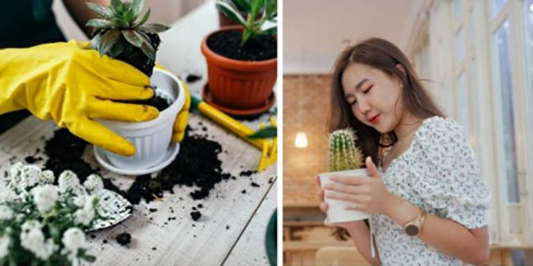 15 Techniques To Make Sure The Houseplants Are Thriving, And Not Just Surviving