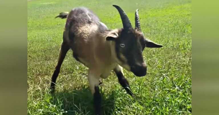 Animal Sanctuary Refuses To Give Up On Sweet Goat That Couldn’t Walk.