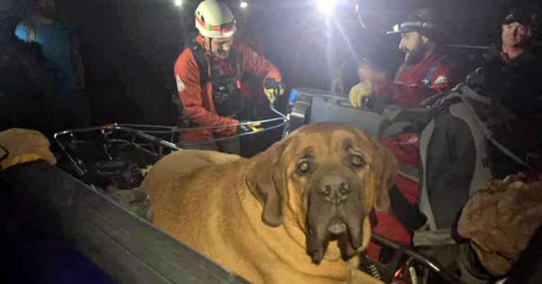 190-Lb Mastiff Had To Be Rescued On Hike And Photos Prove He’s A Very Good Boy.