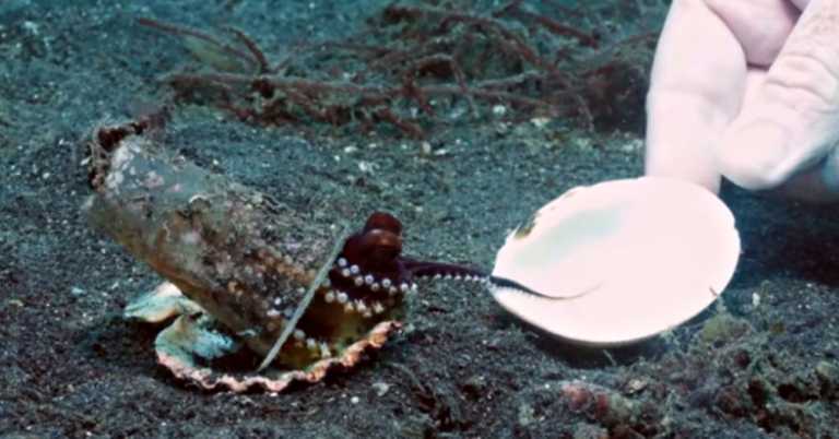 Patient Diver Helps Tiny Octopus In Plastic Cup Find New Home.