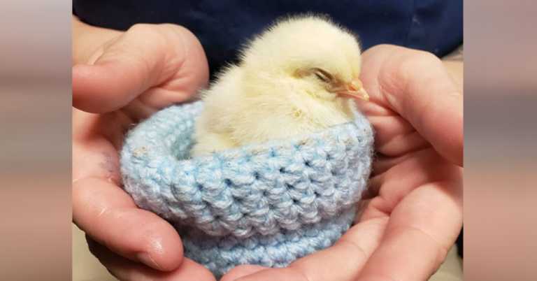 Thousands Of Knitters Respond When Bird Sanctuary Makes Desperate Plea For Nests.