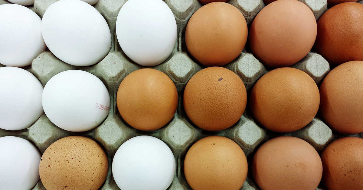 Why Are Brown Eggs More Expensive Than White Eggs? 12 Tomatoes