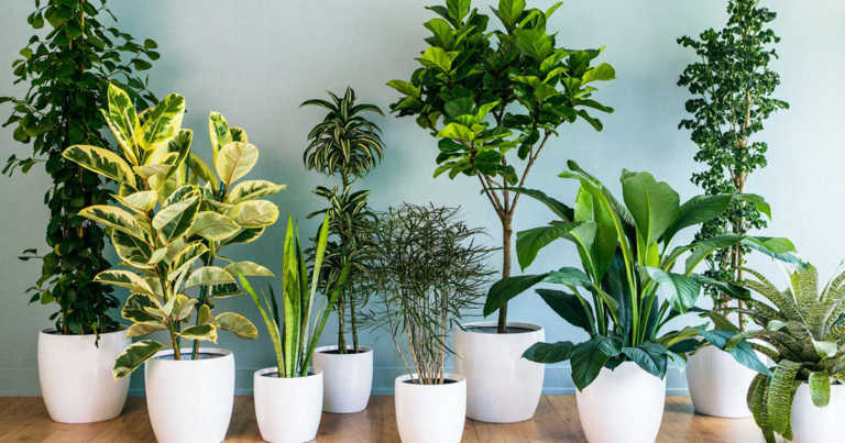 8 Houseplants To Help De-Stress And Purify Your Home