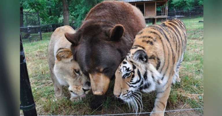 Lion, Tiger, And Bear Become Lifelong Friends After Being Rescued As Cubs.