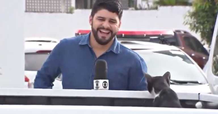 Reporter Cracks Up When Friendly Kitty Interrupts Serious News Broadcast.