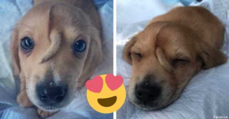 ‘Narwhal’ Puppy Has A Second Tail On His Face
