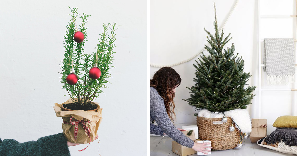 Tiny Christmas Trees Are Making A Comeback 12 Tomatoes