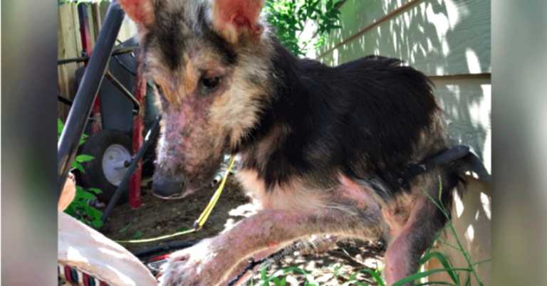 Woman Finds Sick Puppy Near Death Trapped In Bed Frame And Rushes To His Rescue.