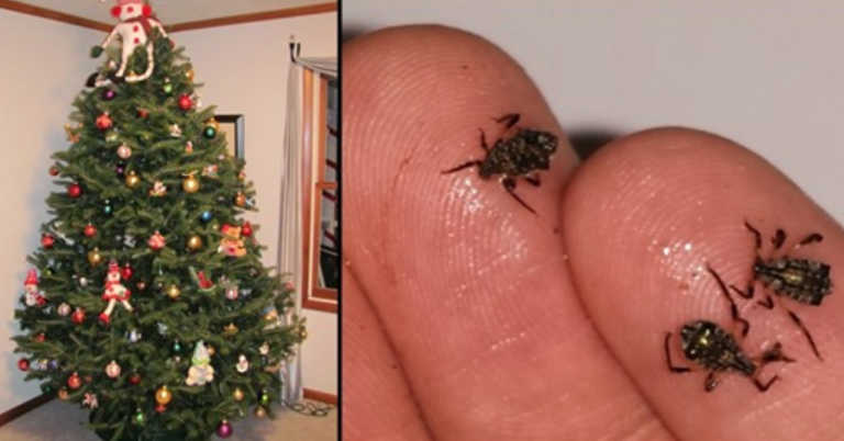 Most Living Christmas Trees Are Crawling With Bugs