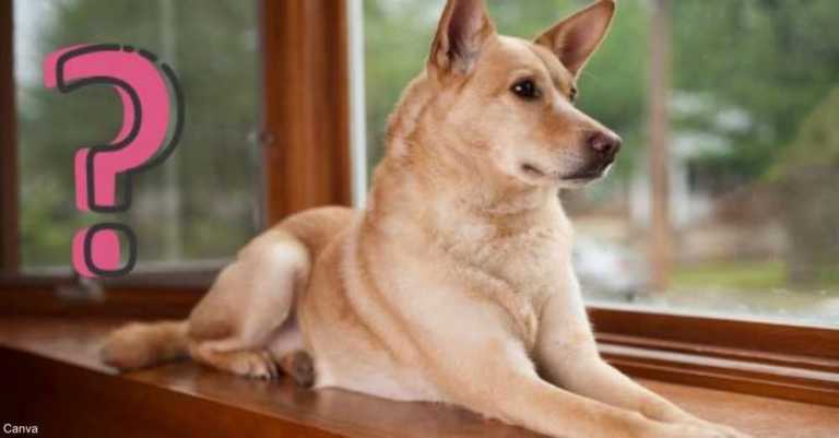 Scientists Say That Dog Years Are Not Accurate And Puppies Are Older Than You Think