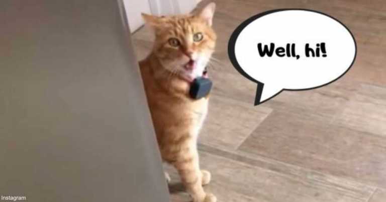 This Cat Says “Well, Hi!” To His Owner Like A ‘Southern Gentleman’ & He’s Stealing Everyone’s Hearts