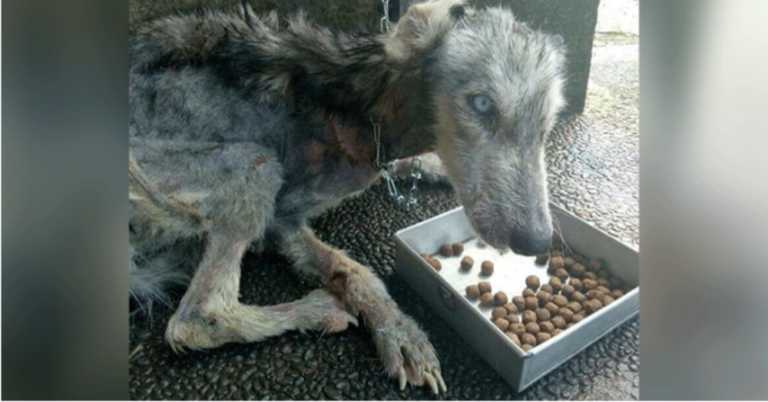 Man Takes In Stray Dog On Brink Of Death And Brings Her Back To Life.