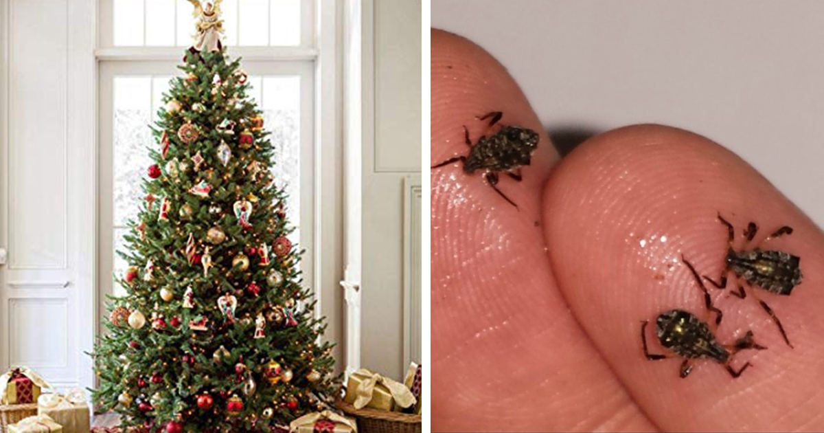 2021 Bugs In Christmas Trees