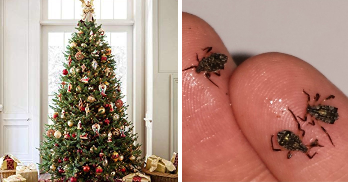 How To Get Rid Of Bugs Living In Your Christmas Tree 12 Tomatoes