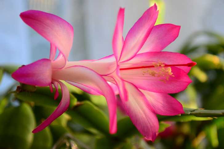 10 Facts About The Christmas Cactus | 12 Tomatoes