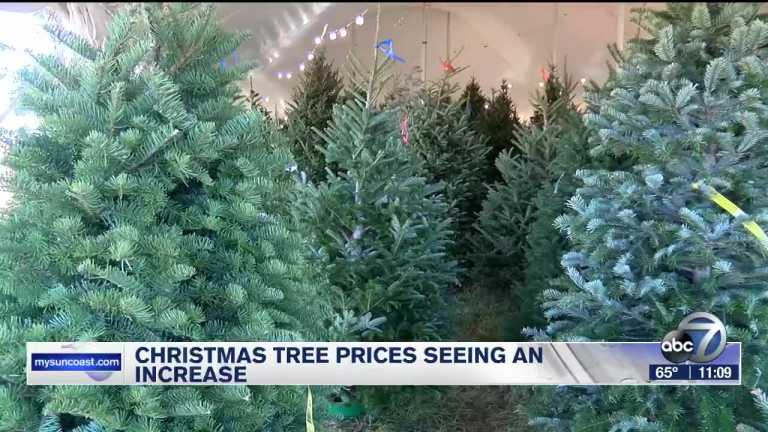 Why Are Christmas Trees Getting More Expensive?