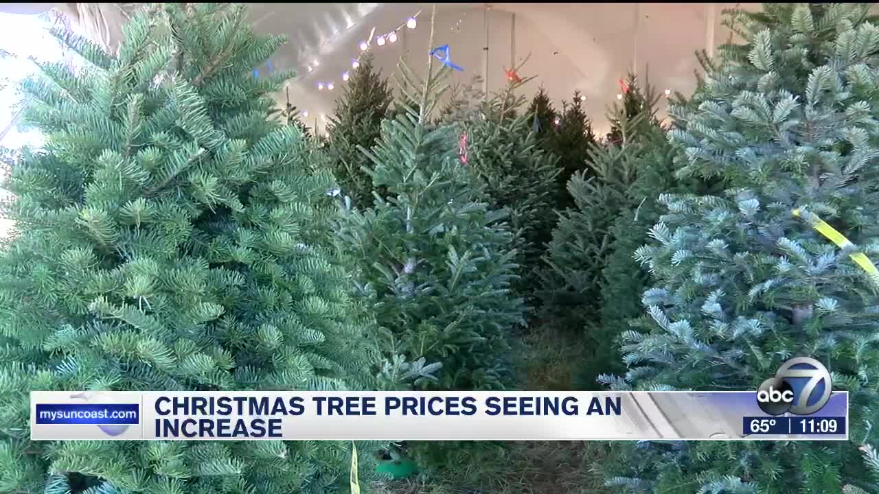 Why Are Christmas Trees Getting More Expensive? 12 Tomatoes