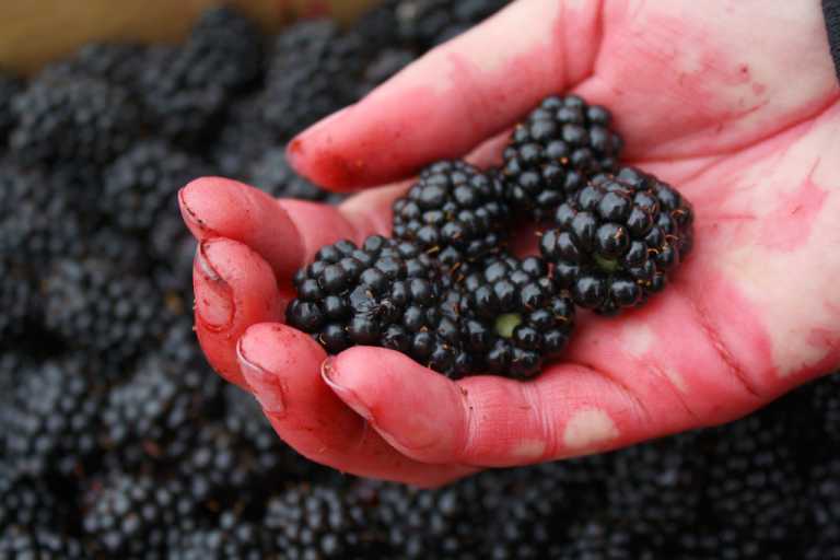 Outbreak Of Hepatitis A Virus Infections Potentially Linked To Fresh Blackberries