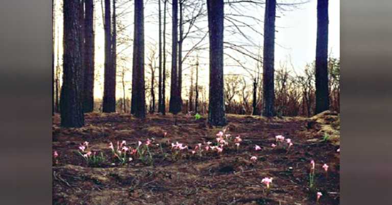 Australians Share Hope-Filled Photos Of New Growth In Areas Destroyed By Bushfires.