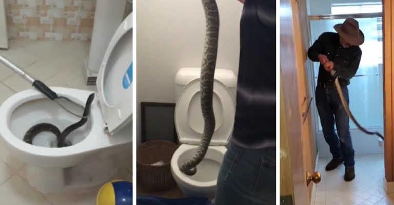 Expert Explains Why More And More People Are Finding Snakes In Their Toilets At Home