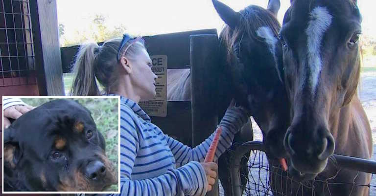 3 Intruders Plan To Slaughter Woman’s Horses For Meat—Until Pair Of Rottweilers Step In