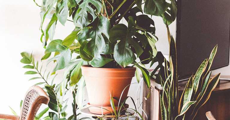 How to Make Fake Plants Look Real