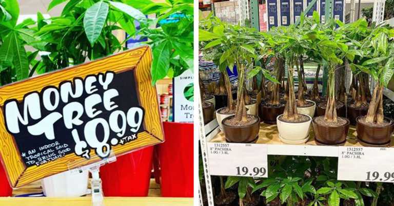 Costco And Trader Joe’s Are Now Selling “Money Trees”