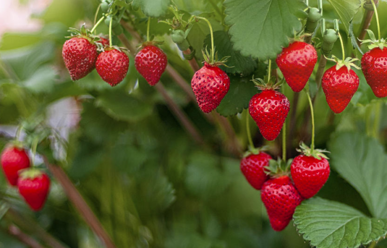 The 2020 ‘Dirty Dozen’ List Of Fruits And Vegetables With The Most Pesticides