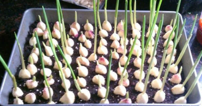 How To Grow Garlic Indoors